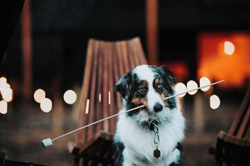 Pet-friendly