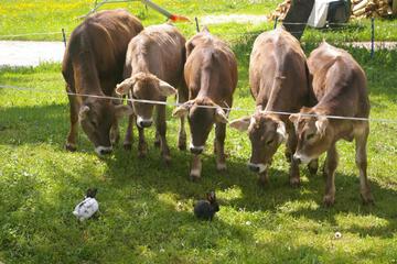 Photo 43
