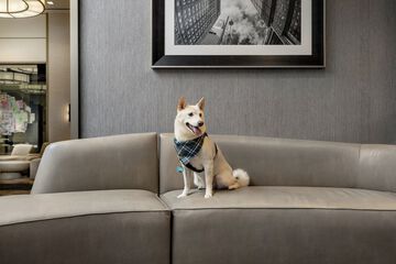 Pet-friendly