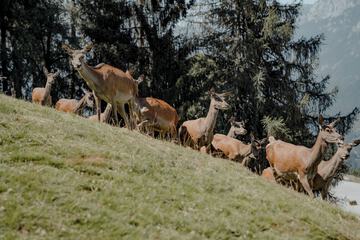 Game viewing