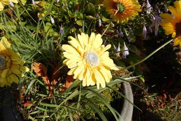 Photo 27
