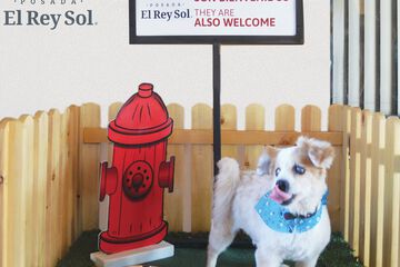 Pet-friendly