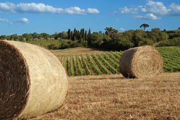 Vineyard
