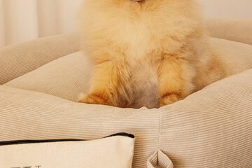 Pet-friendly amenities