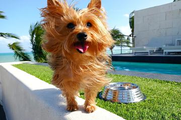 Pet-friendly