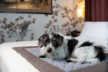 Pet-friendly amenities