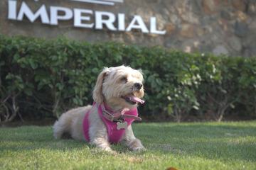 Pet-friendly amenities