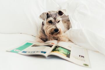 Pet-friendly