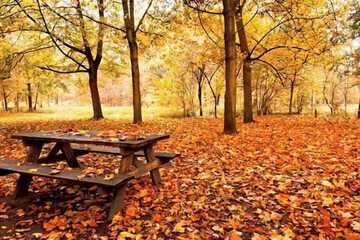BBQ/picnic area