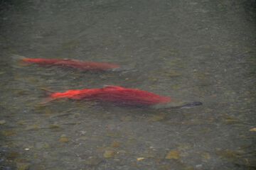 Outdoor Activities 45 of 48