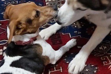 Pet-friendly