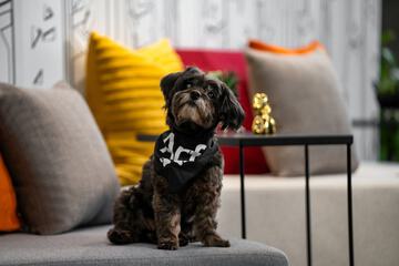 Pet-friendly