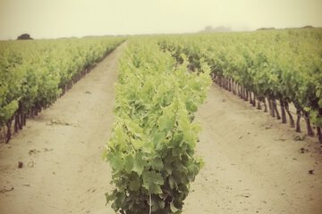 Vineyard