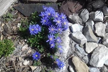Photo 52