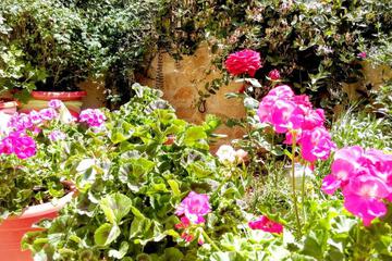 Photo 29