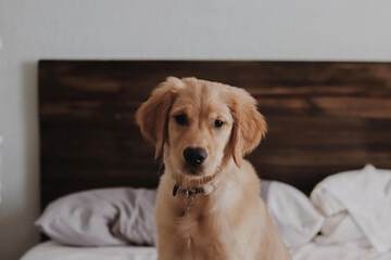 Pet Friendly 76 of 77