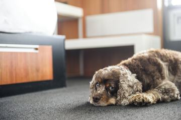 Pet-friendly