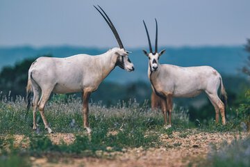 Game drive