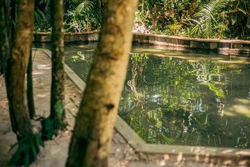 Natural pool