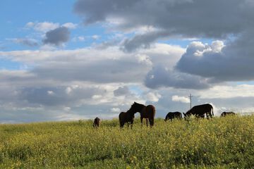 Horseback riding