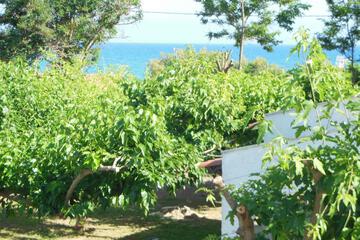 Photo 43