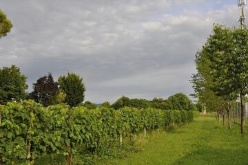 Winery
