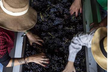 Vineyard