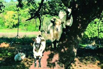 Ecotours