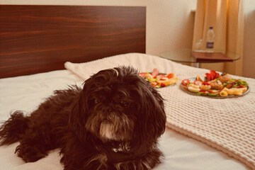 Pet-friendly