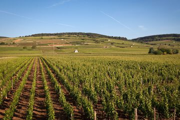 Vineyard