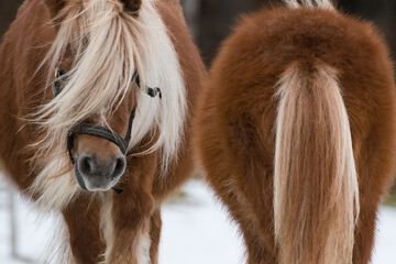 Horseback riding