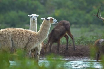 Game viewing
