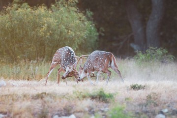 Safari