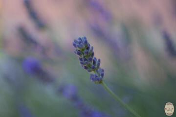 Photo 66