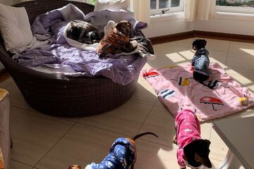 Pet-friendly