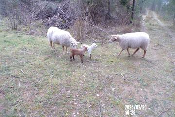 Photo 67