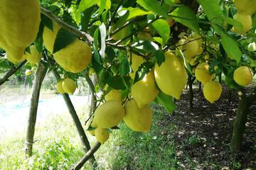 Photo 44