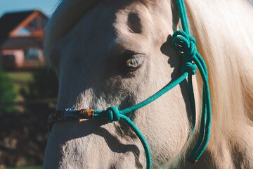 Horseback riding