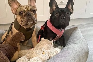 Pet-friendly