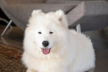 Pet-friendly
