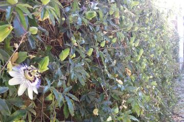 Photo 52