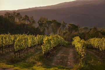 Vineyard