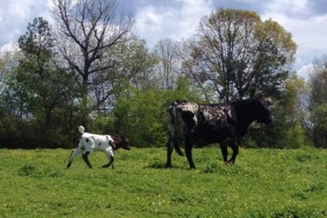 Property Grounds 57 of 61