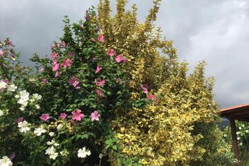 Photo 27