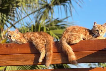 Sundeck