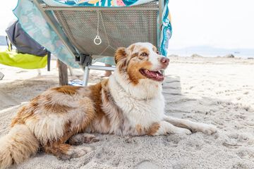 Pet-friendly