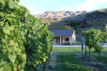 Vineyard view