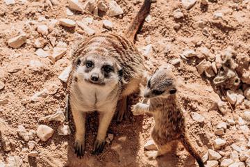 Game viewing