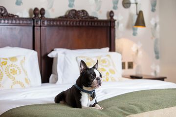 Pet-friendly