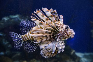 Children's activities